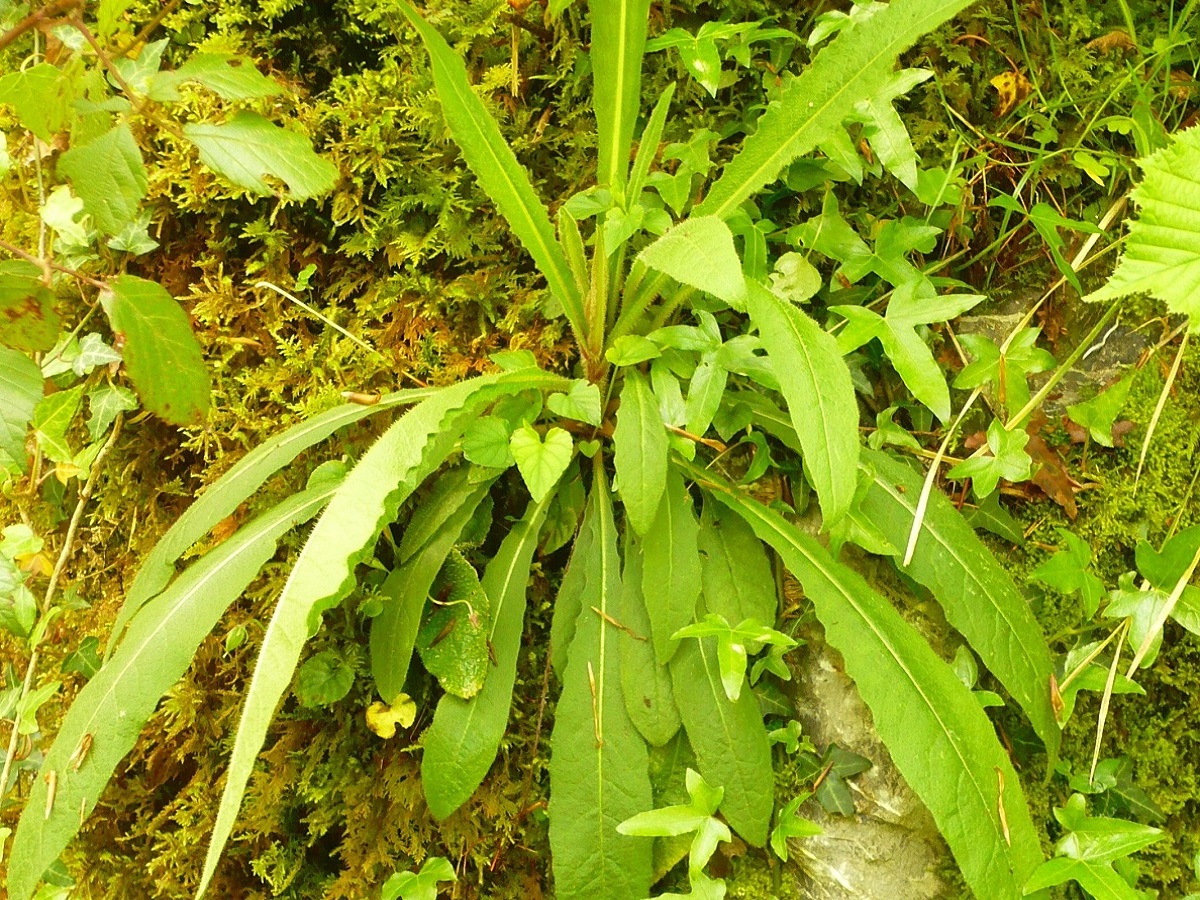Picris hieracioides subsp. umbellata (Asteraceae)